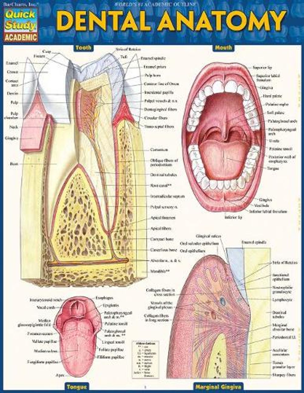 Dental Anatomy by Vincent Perez - ISBN: 9781423233107