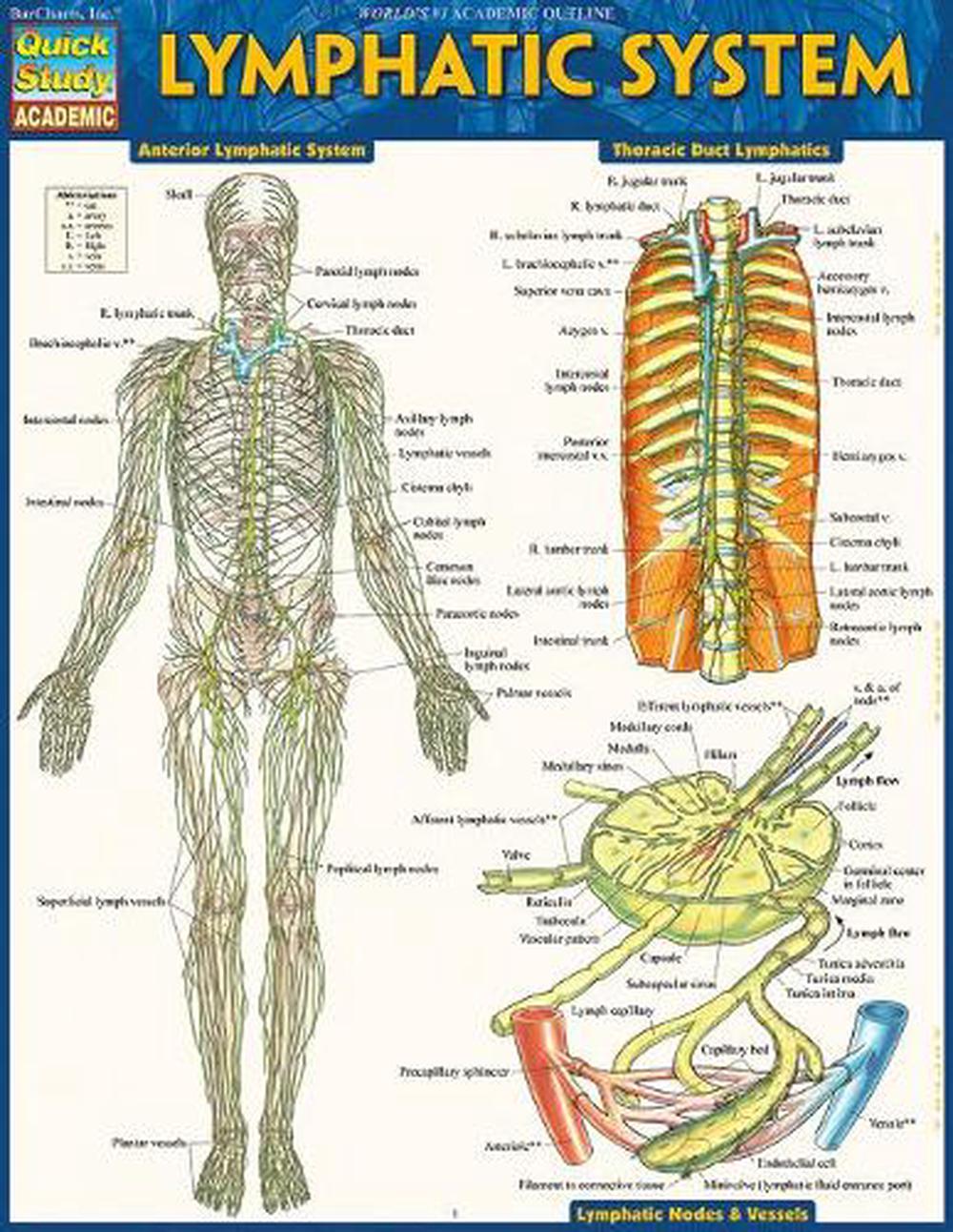 Lymphatic System, 9781423233183