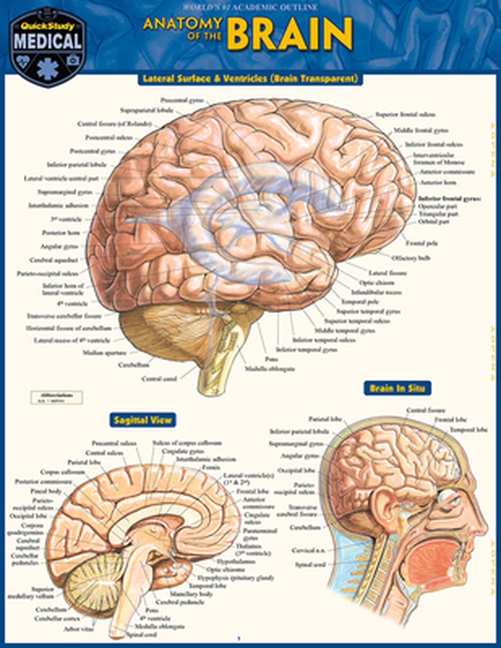 Brain by Vincent Perez - ISBN: 9781423233213