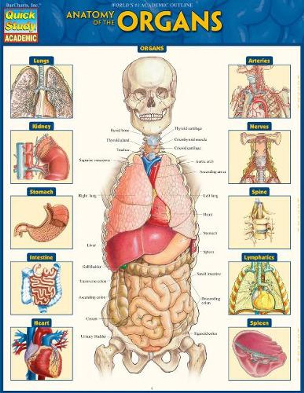 Anatomy of the Organs by Vincent Perez - ISBN: 9781423234630
