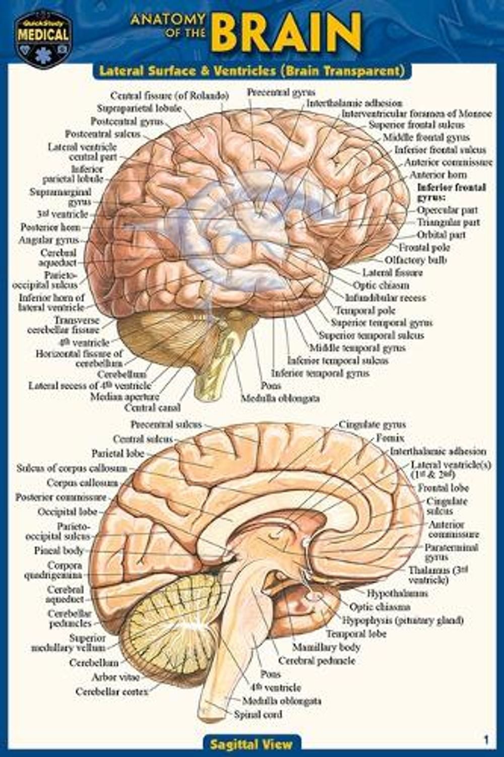 Anatomy of the Brain (Pocket-Sized Edition - 4x6 Inches) by Vincent Perez - ISBN: 9781423242673