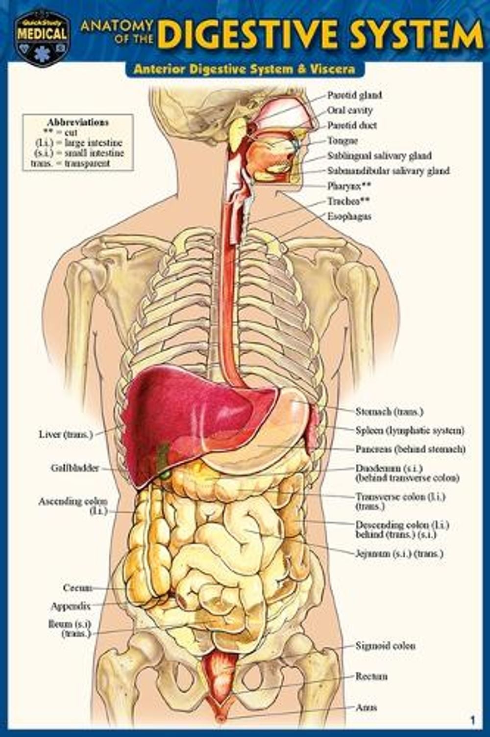 Anatomy of the Digestive System (Pocket-Sized Edition - 4x6 Inches) by Vincent Perez - ISBN: 9781423242697