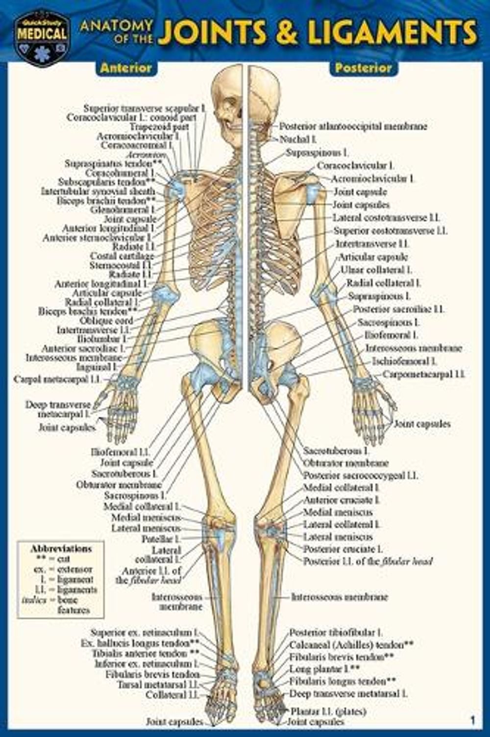 Anatomy of the Joints & Ligaments (Pocket-Sized Edition - 4x6 Inches) by Vincent Perez - ISBN: 9781423242710