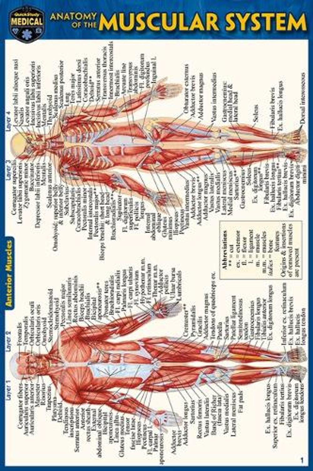 Anatomy of the Muscular System (Pocket-Sized Edition - 4x6 Inches) by Vincent Perez - ISBN: 9781423242727