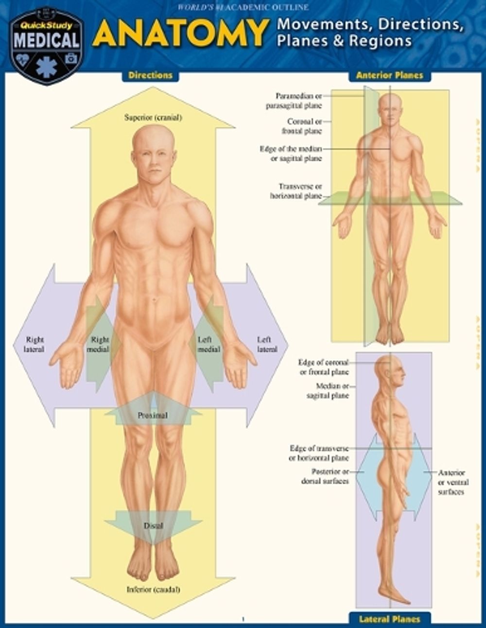 Anatomy - Directions, Planes, Movements & Regions by Vincent Perez - ISBN: 9781423248026