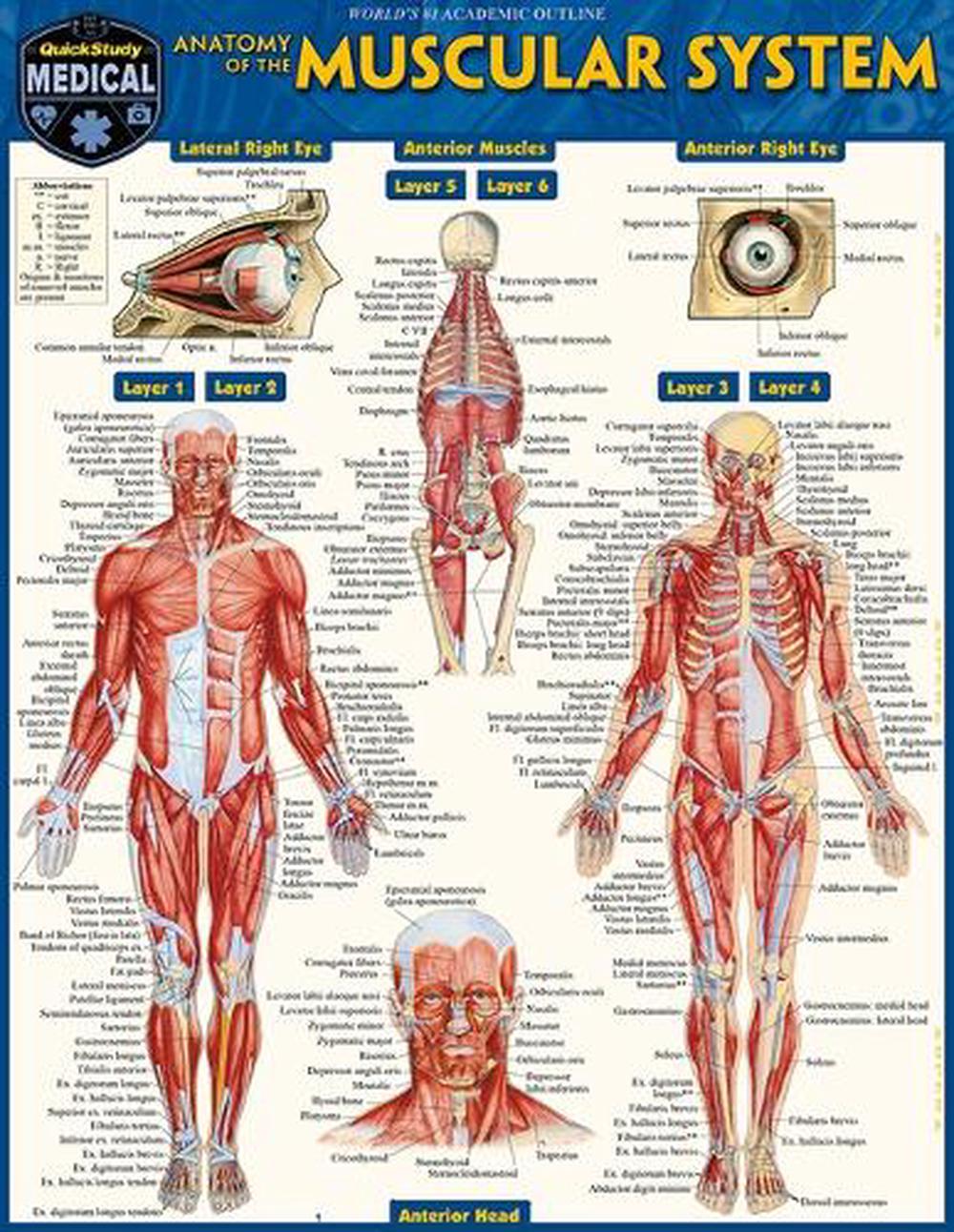 Anatomy of the Muscular System by Vincent Perez - ISBN: 9781423251163