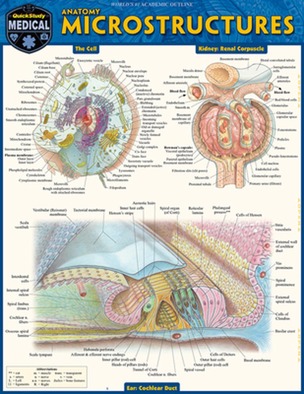 Anatomy Microstructures, 9781423251453