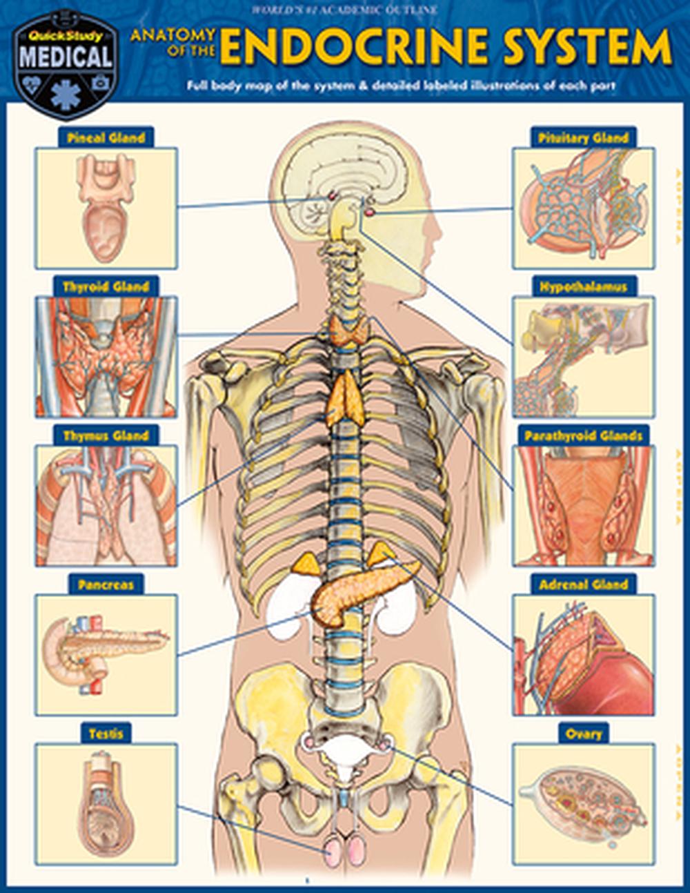 Anatomy of the Endocrine System, 9781423251521