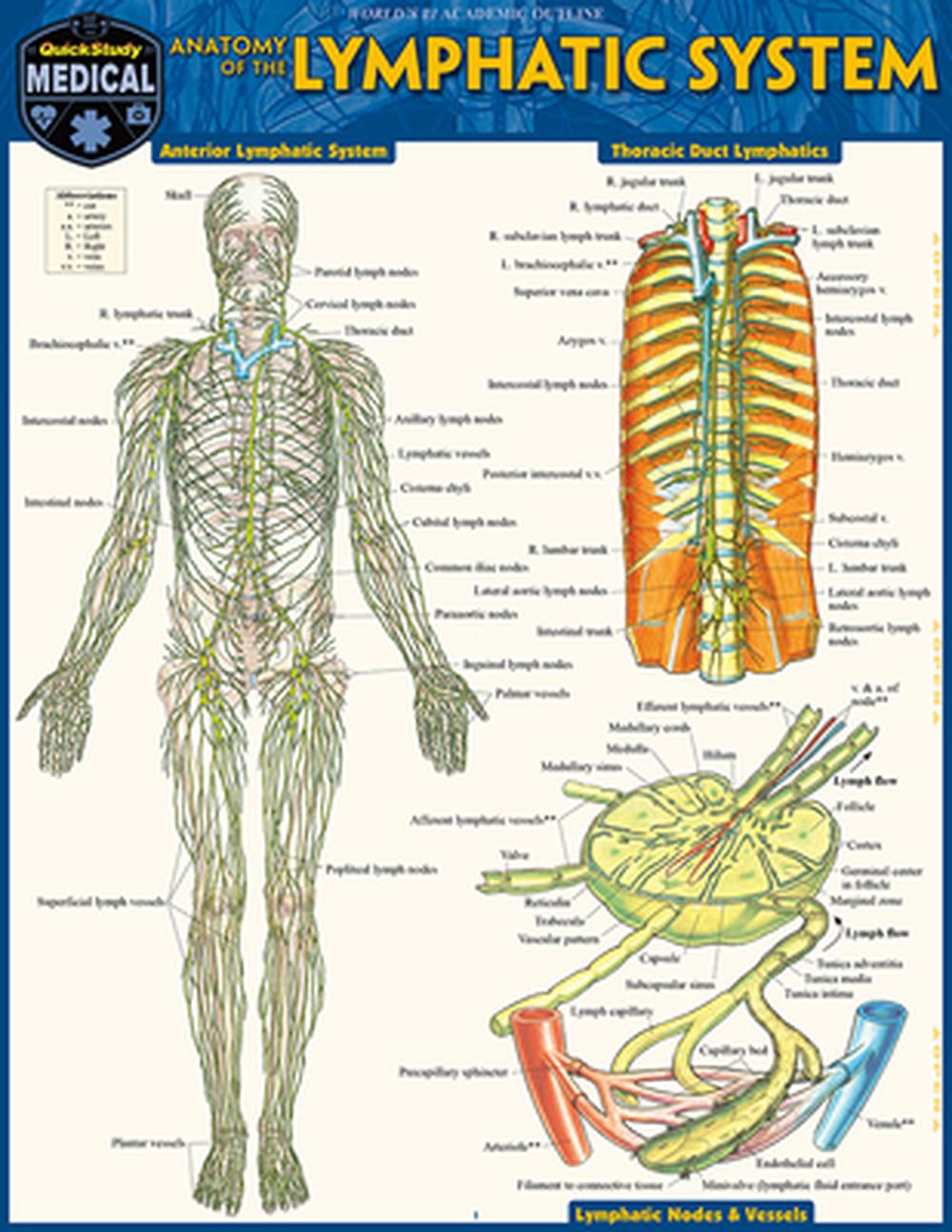 Anatomy of the Lymphatic System, 9781423251590