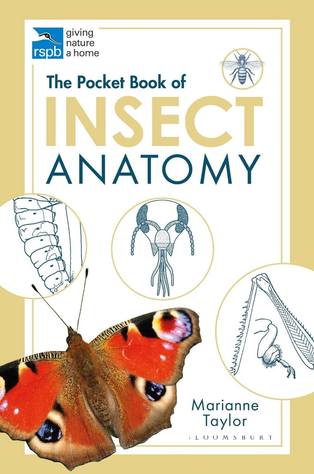 The Pocket Book of Insect Anatomy by Marianne Taylor, Paperback ...