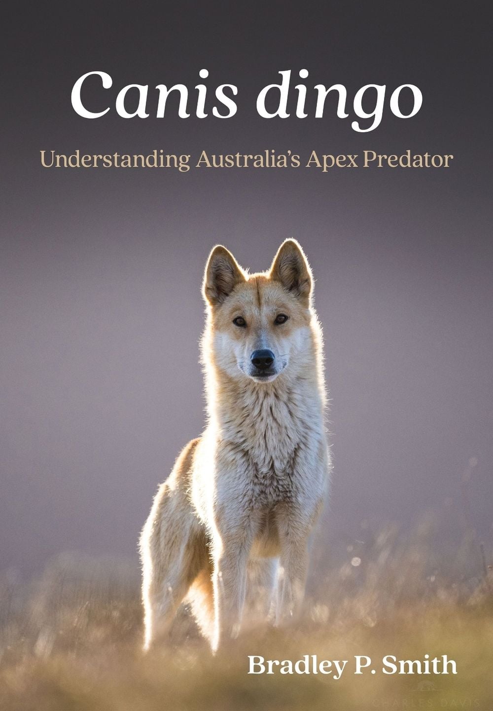Canis dingo by Bradley P. Smith - ISBN: 9781486318483
