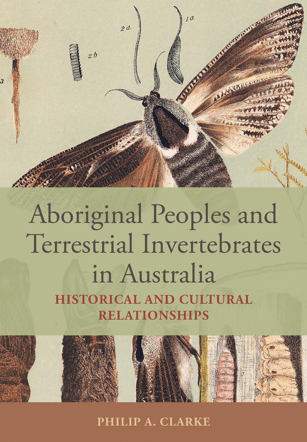 Aboriginal Peoples and Terrestrial Invertebrates in Australia by Philip A. Clarke - ISBN: 9781486320431