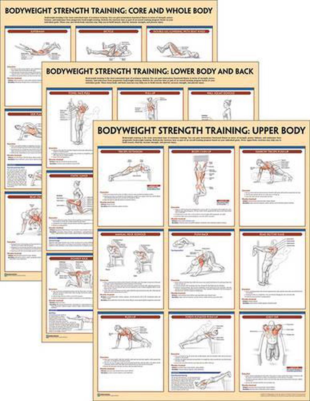 Bodyweight Strength Training Anatomy Poster Series By Human Kinetics 