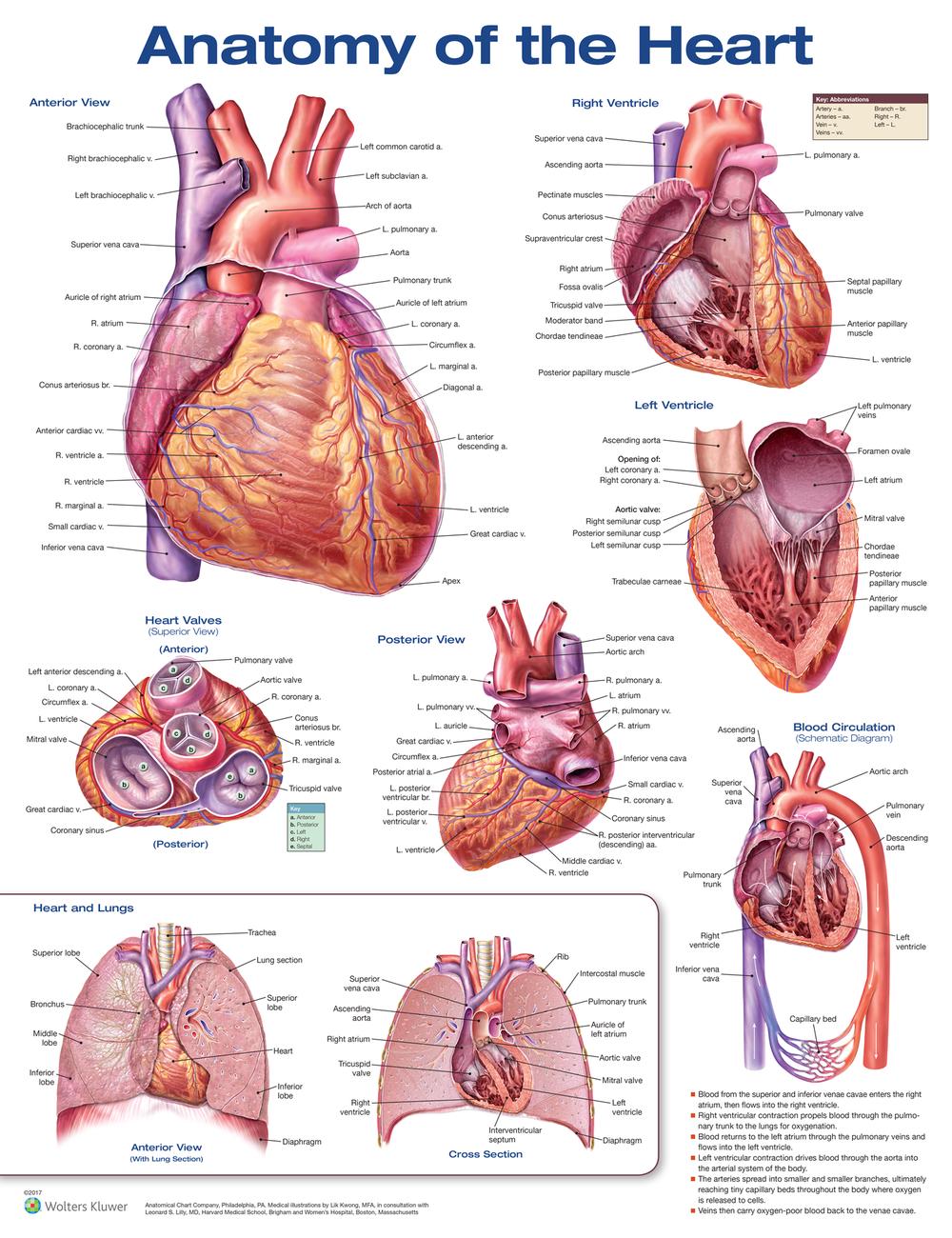 Anatomy of the Heart, 9781496369598