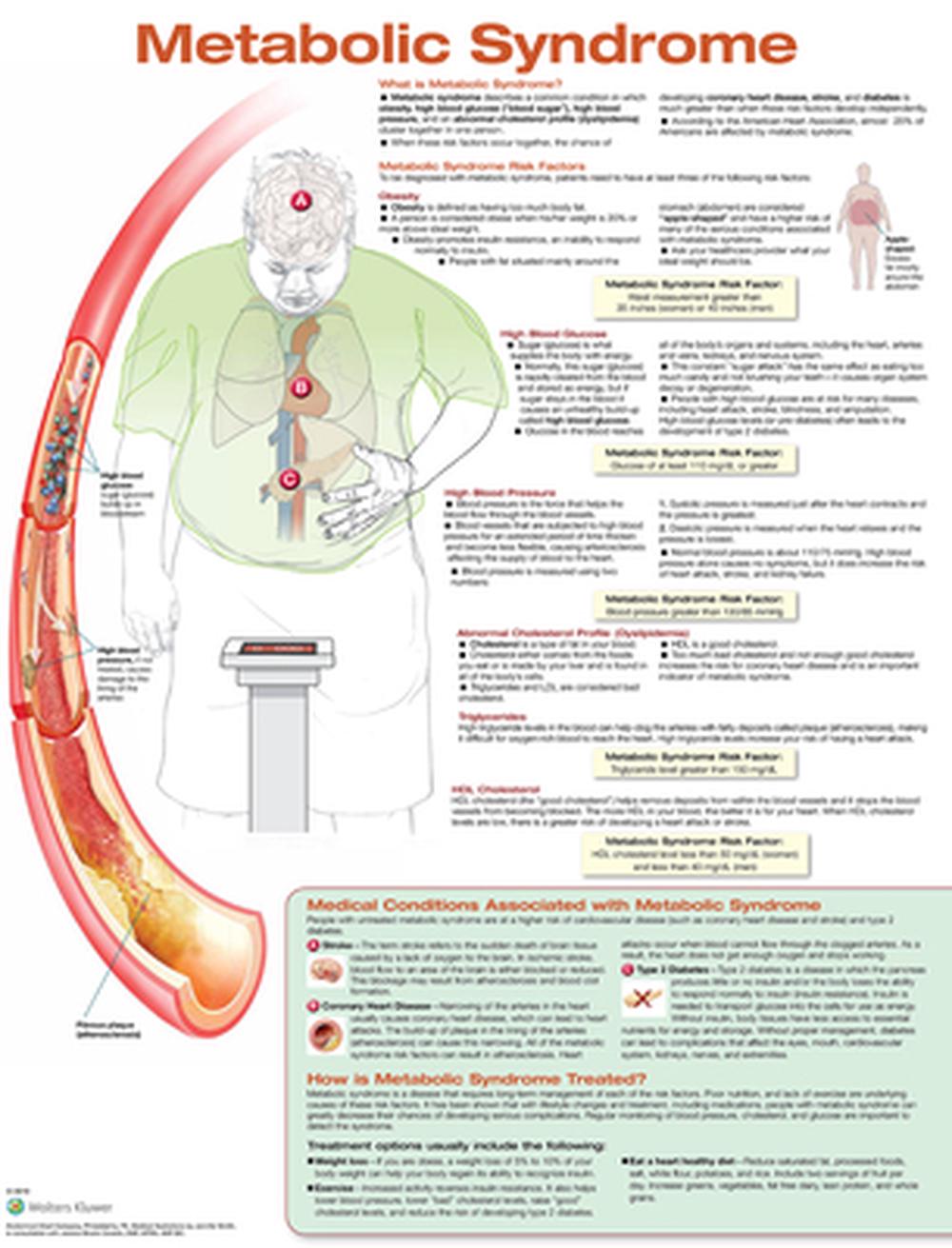 Metabolic Syndrome Anatomical Chart Laminated By Anatomical Chart 