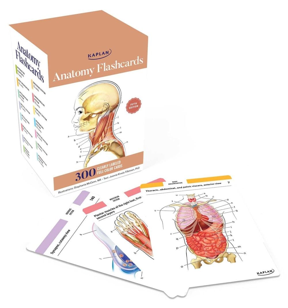 Anatomy Flashcards: 300 Flashcards with Anatomically Precise Drawings and Exhaustive Descriptions by Stephanie McCann - ISBN: 9781506289717