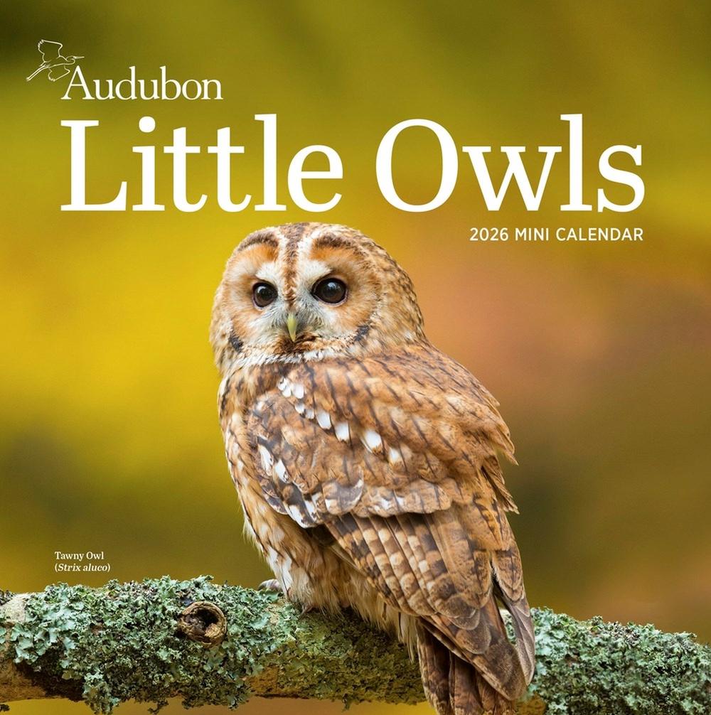 Audubon Little Owls Mini Wall Calendar 2026, 9781523531042