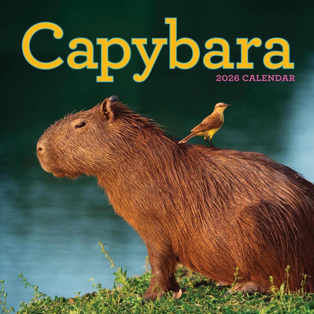 Capybara Wall Calendar 2026, 9781523531240