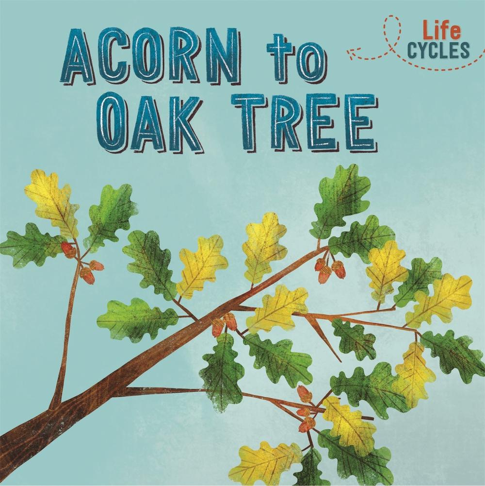 Life Cycles: Acorn to Oak Tree by Rachel Tonkin - ISBN: 9781526310279