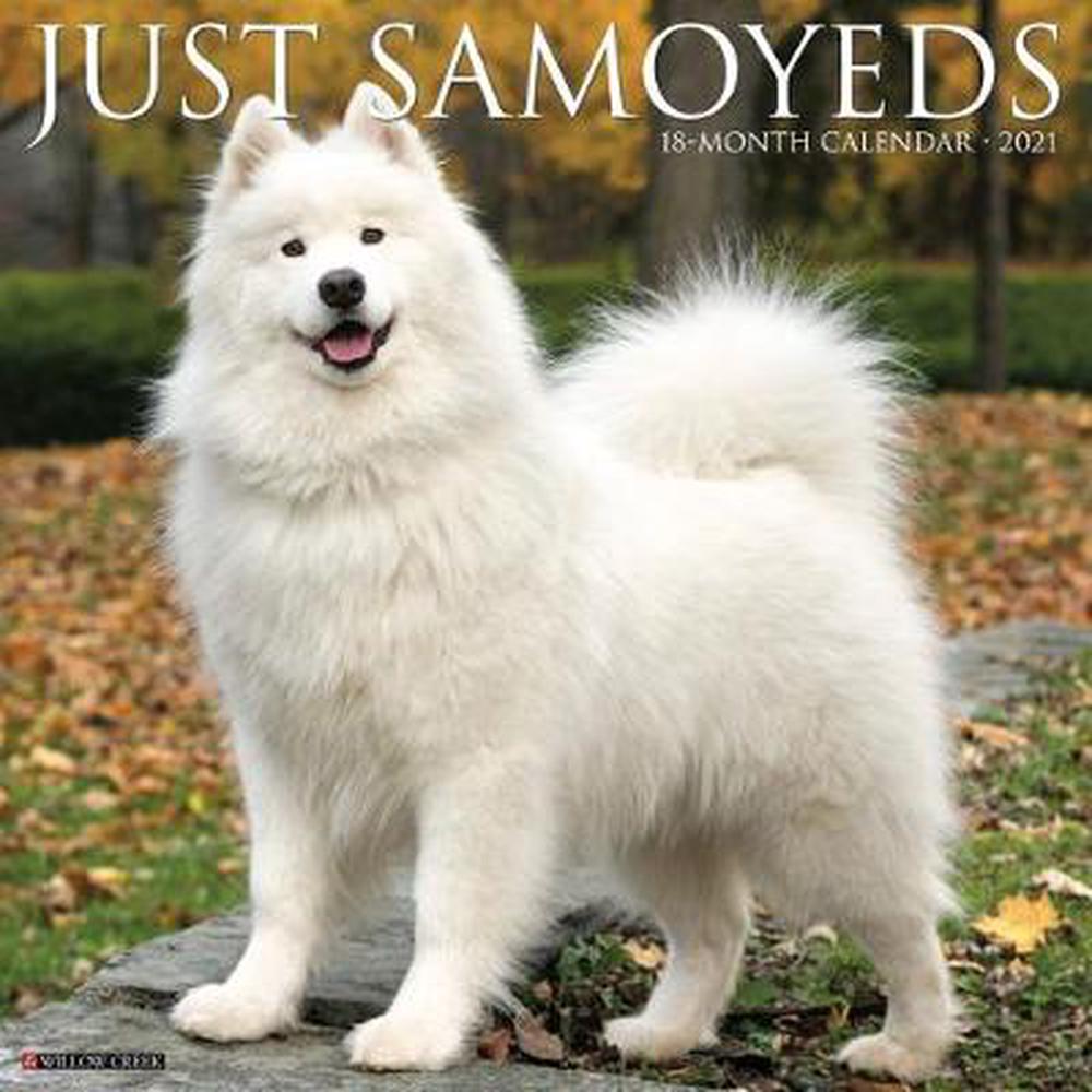 Just Samoyeds 2021 Wall Calendar (dog Breed Calendar) by ...