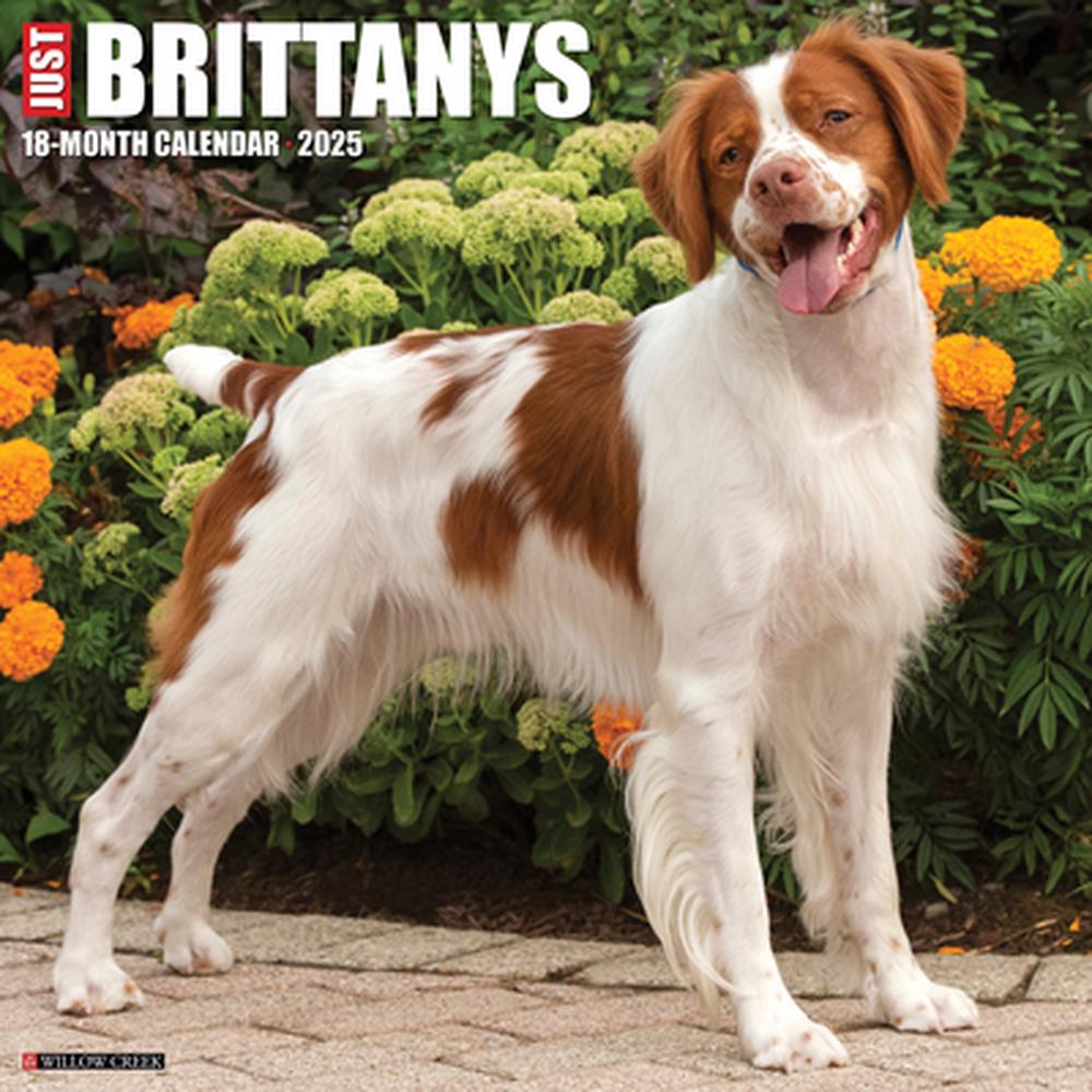Just Brittanys 2025 12 X 12 Wall Calendar, 9781549241963