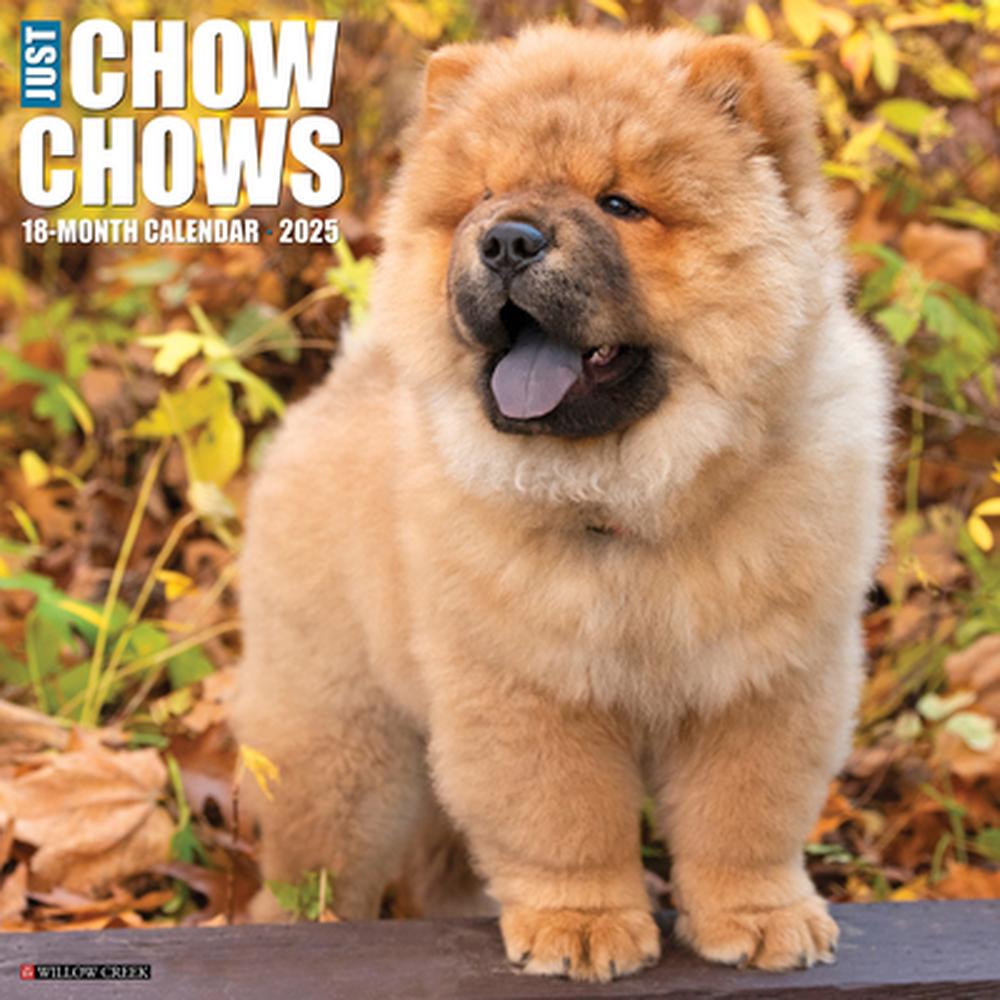 Chao Chao Owning A Chow Chow Chao Chao Chinese Chow Dog 8+ Hundred