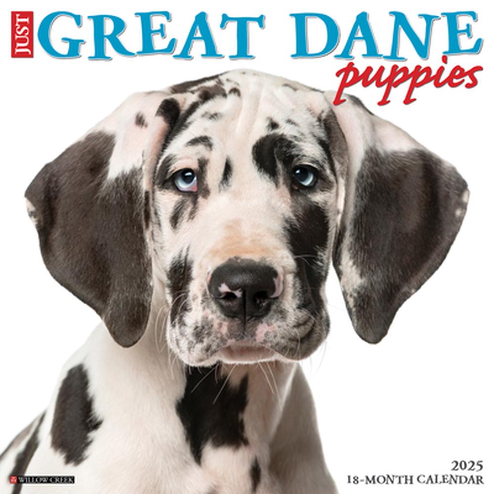 Just Great Dane Puppies 2025 12 X 12 Wall Calendar, 9781549243189