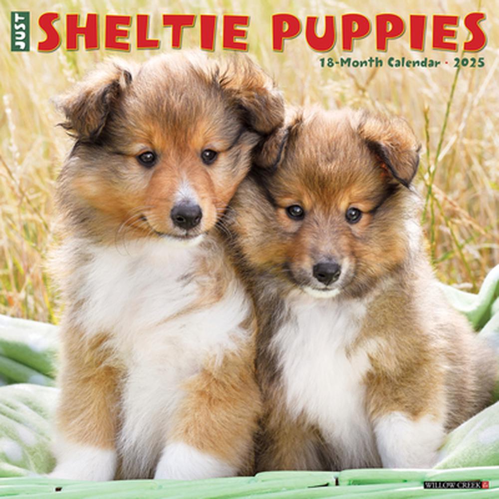 Sheltie Puppies 2026 12 X 12 Wall Calendar by Willow Creek Press