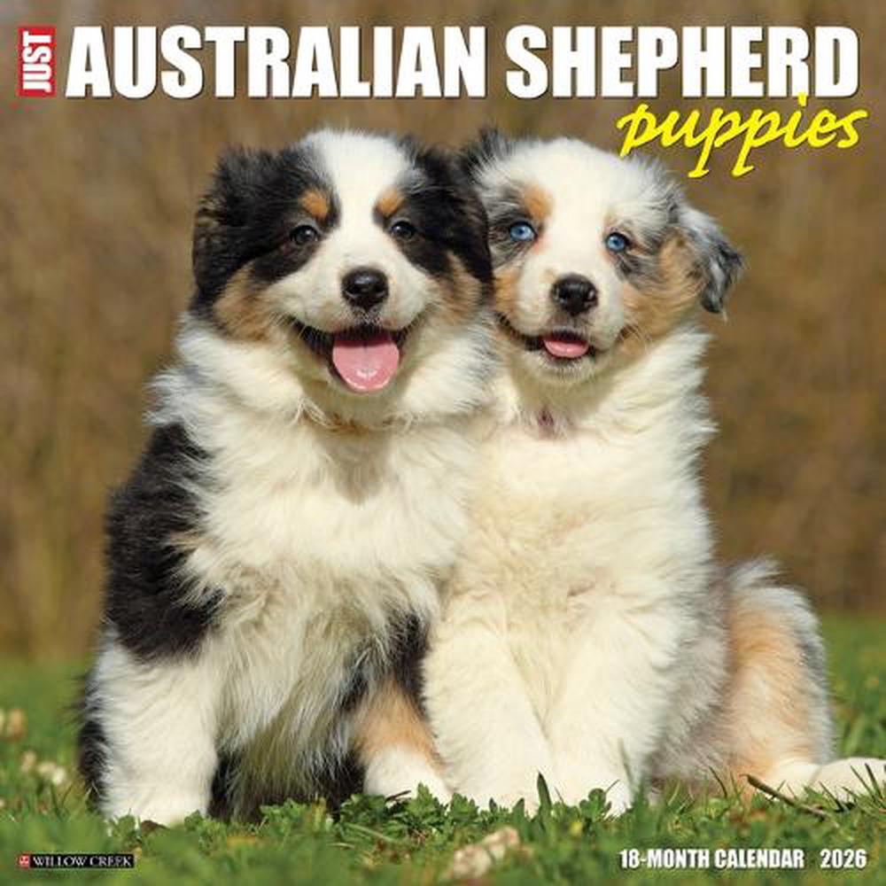 Australian Shepherd Puppies 2026 12 X 12 Wall Calendar, 9781549249976