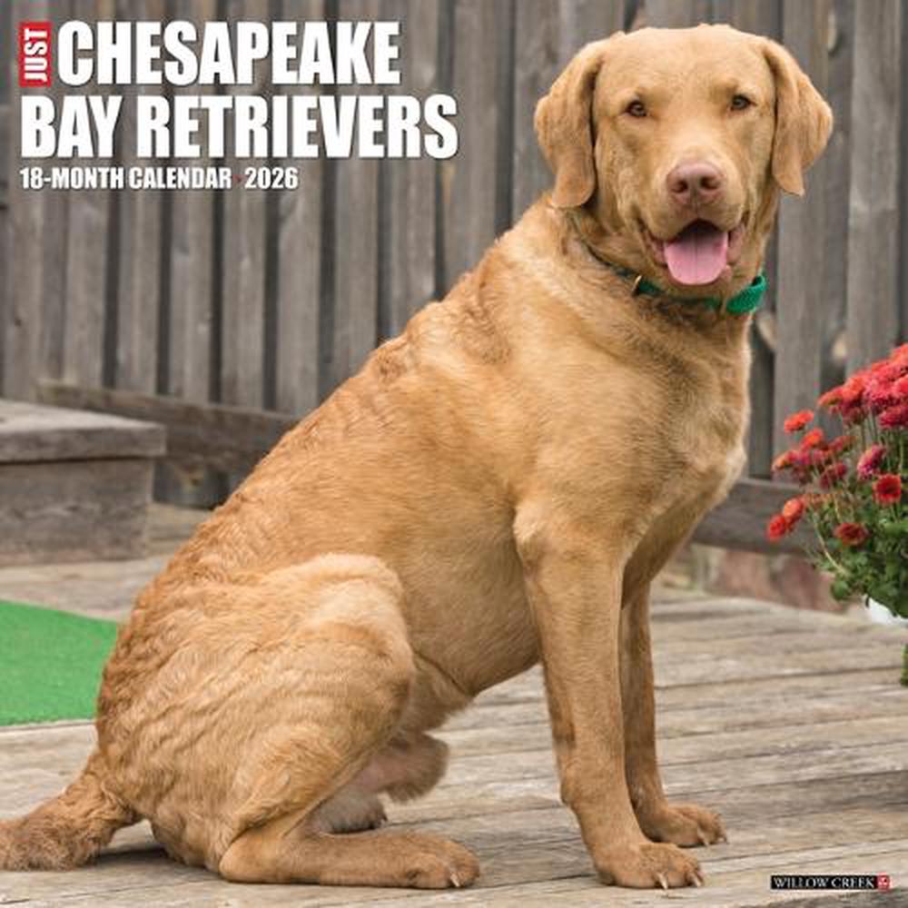 Chesapeake Bay Retrievers 2026 12 X 12 Wall Calendar, 9781549250668