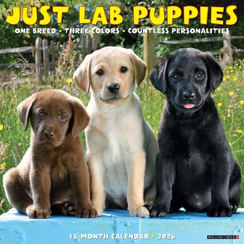 Lab Puppies 2026 12 X 12 Wall Calendar, 9781549251719