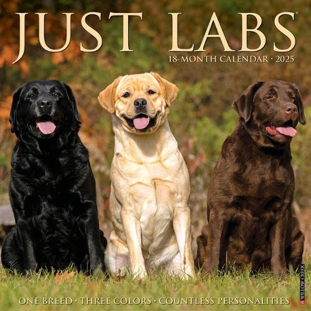Labs 2026 12 X 12 Wall Calendar, 9781549251733