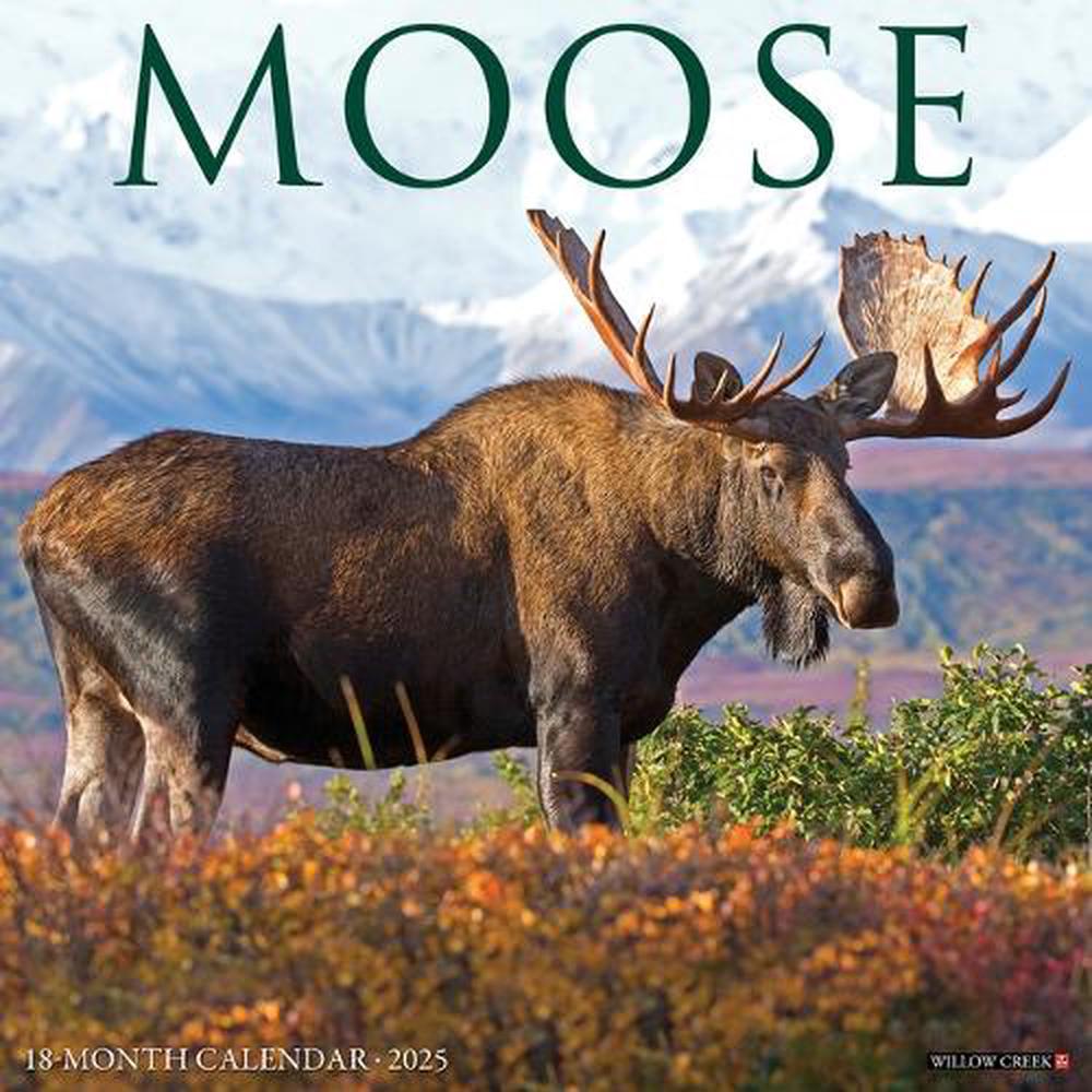 Moose 2026 Wall Calendar by Willow Creek Press - ISBN: 9781549252020