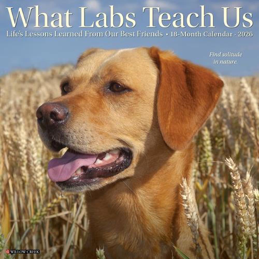 What Labs Teach Us 2026 12 X 12 Wall Calendar, 9781549253218