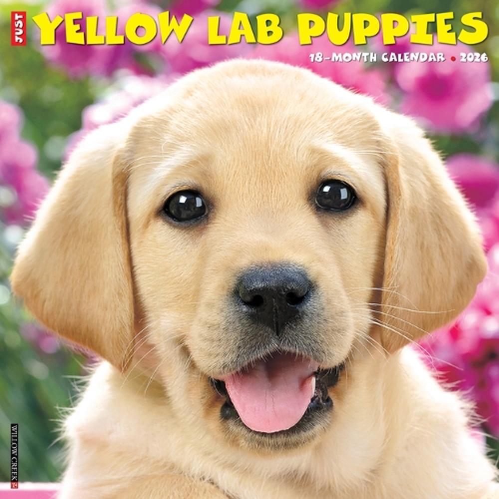 Yellow Lab Puppies 2026 12 X 12 Wall Calendar, 9781549253348