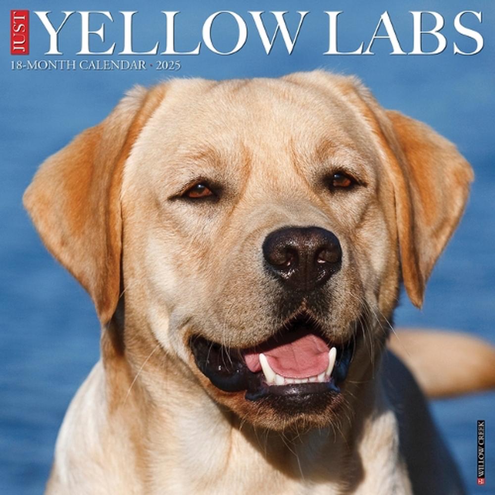 Yellow Labs 2026 12 X 12 Wall Calendar, 9781549253355