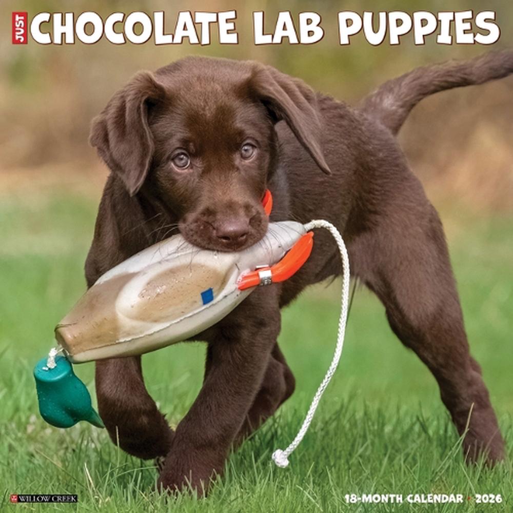 Chocolate Lab Puppies 2026 12 X 12 Wall Calendar, 9781549255359