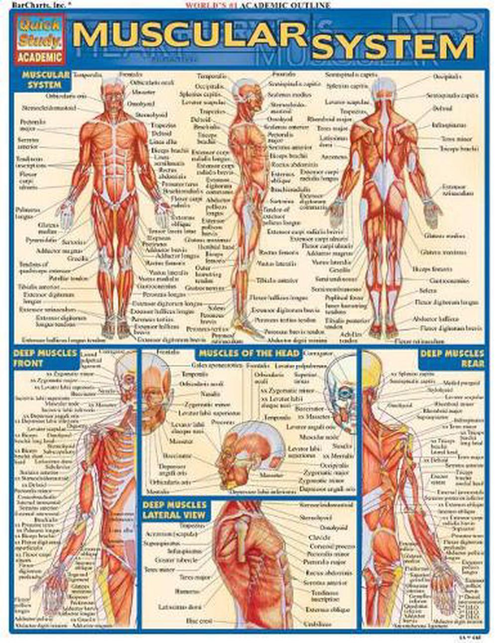 Muscular System, 9781572224971