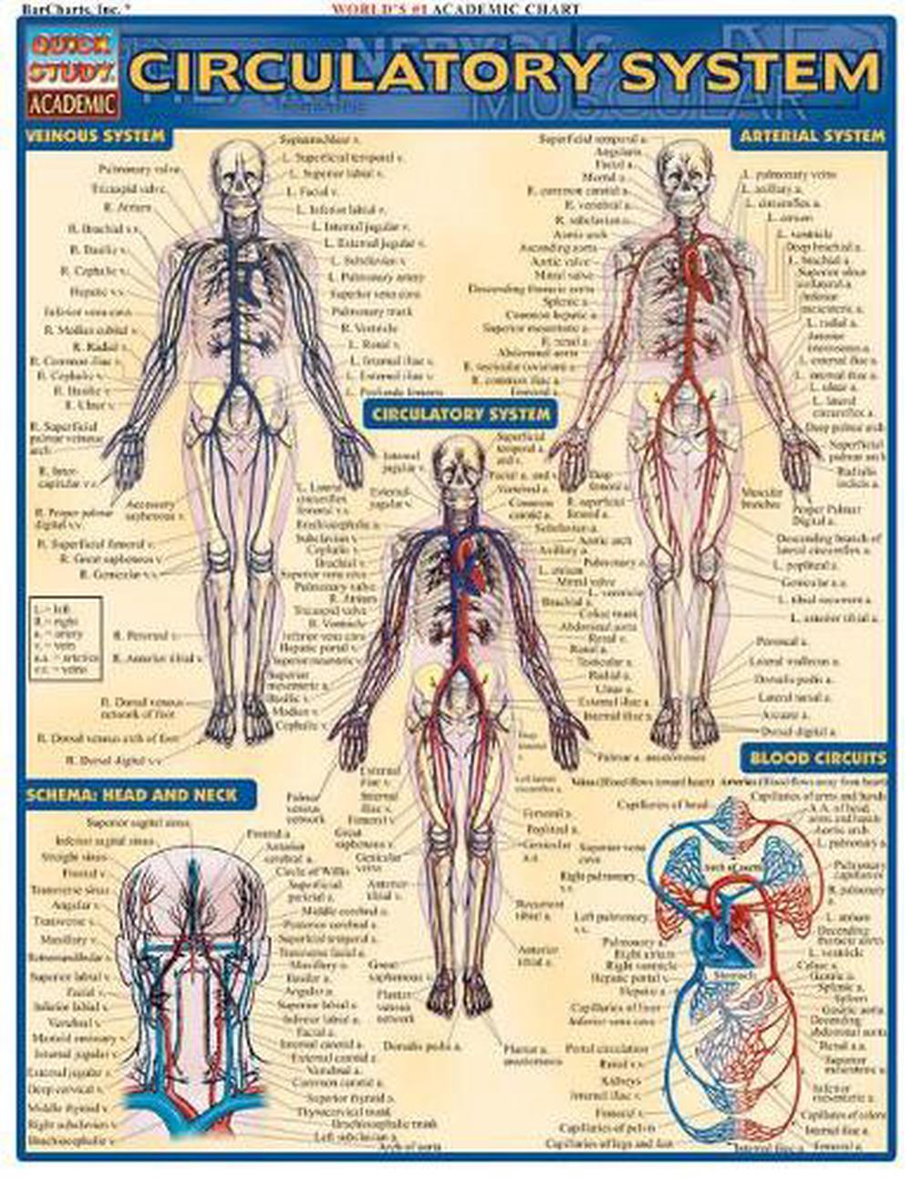 Circulatory System, 9781572225244