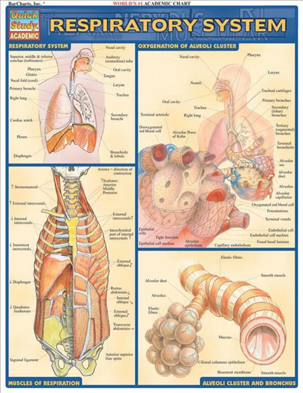Respiratory System by Vincent Perez - ISBN: 9781572225923