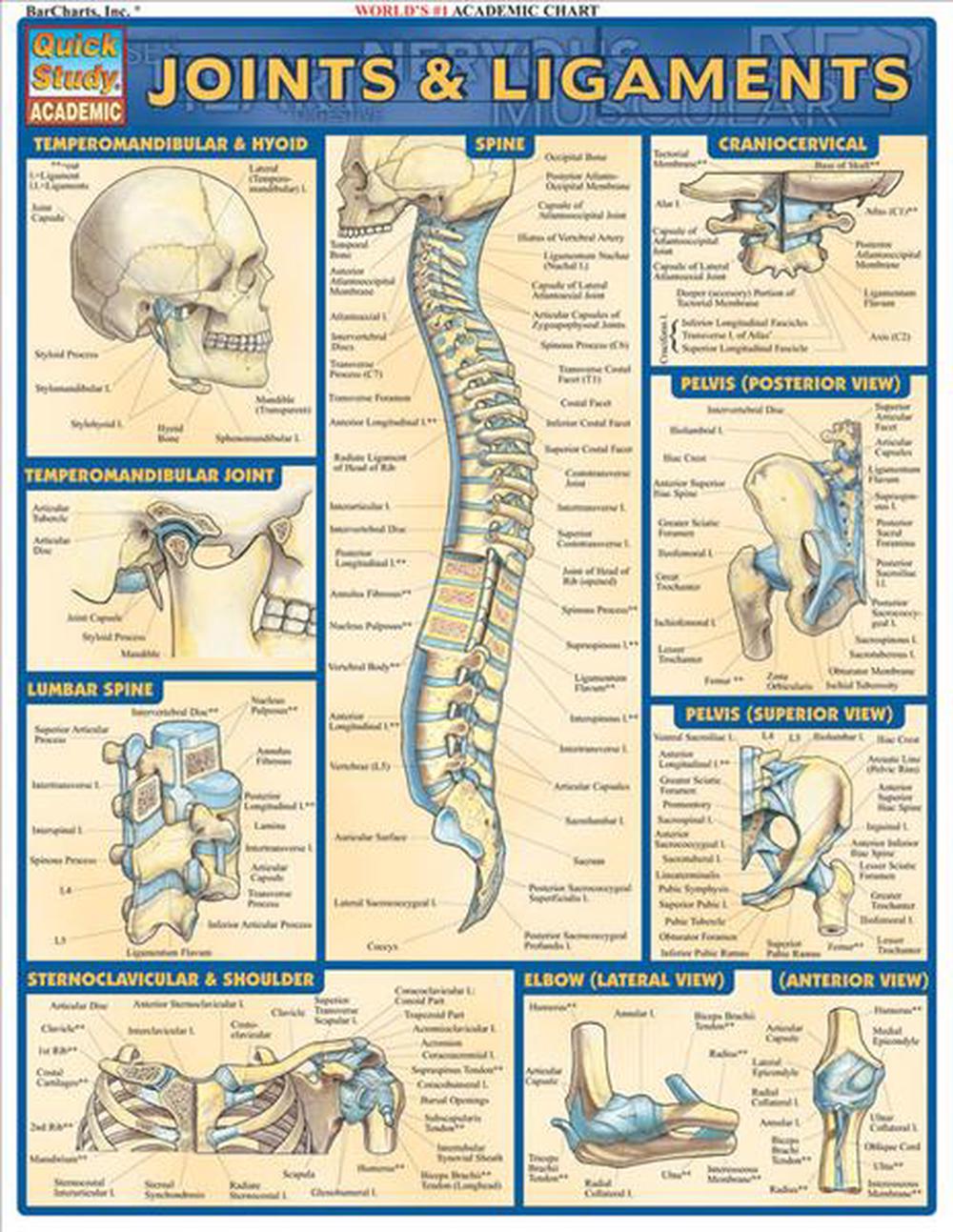 Joints & Ligaments, 9781572226845