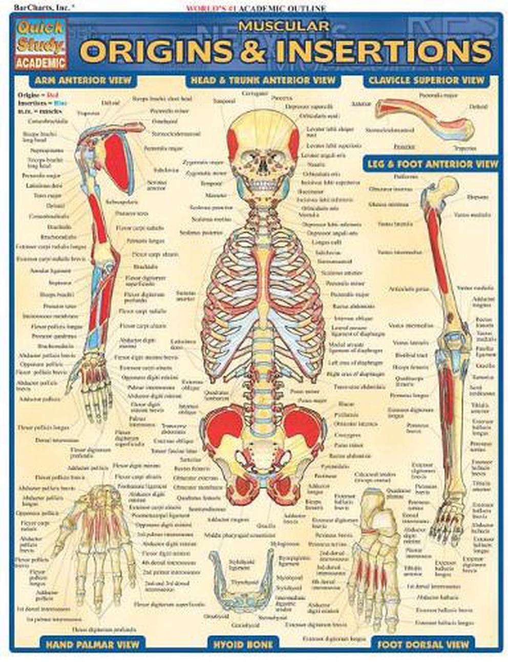 Muscular Origins & Insertions by Vincent Perez - ISBN: 9781572227545