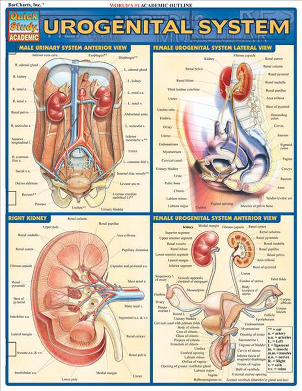 Urogenital System, 9781572227934