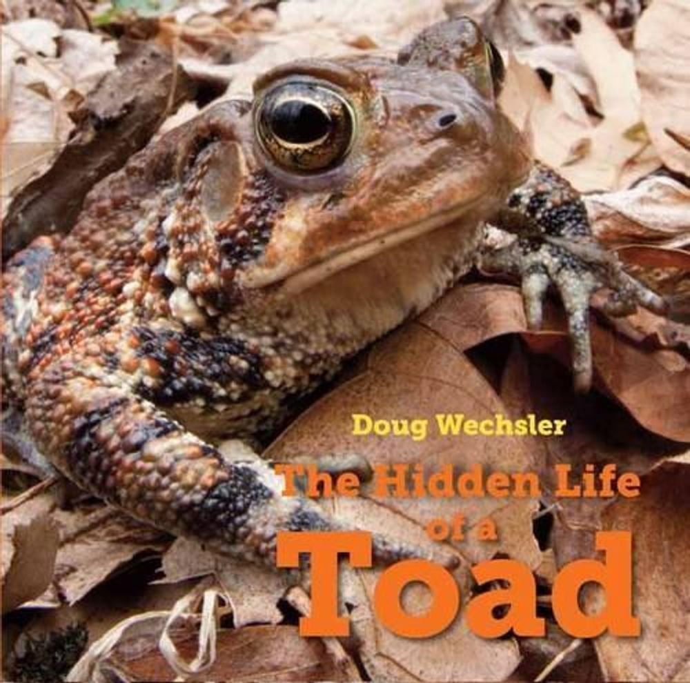 The Hidden Life of a Toad by Doug Wechsler - ISBN: 9781580897389