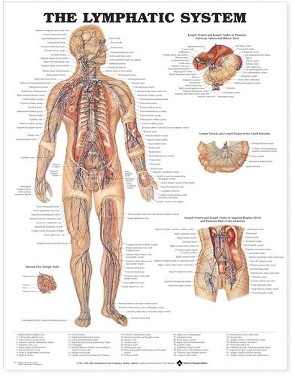 The Lymphatic System Anatomical Chart By Chart Company Anatomical Hardcover 9781587790263 Buy Online At Moby The Great