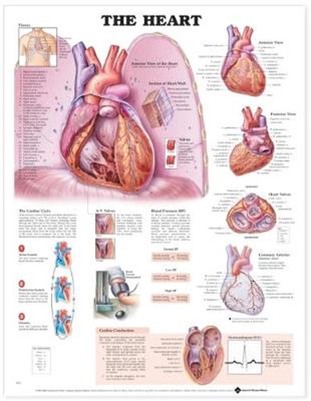The Heart Anatomical Chart by Anatomical Chart Company, 9781587791536