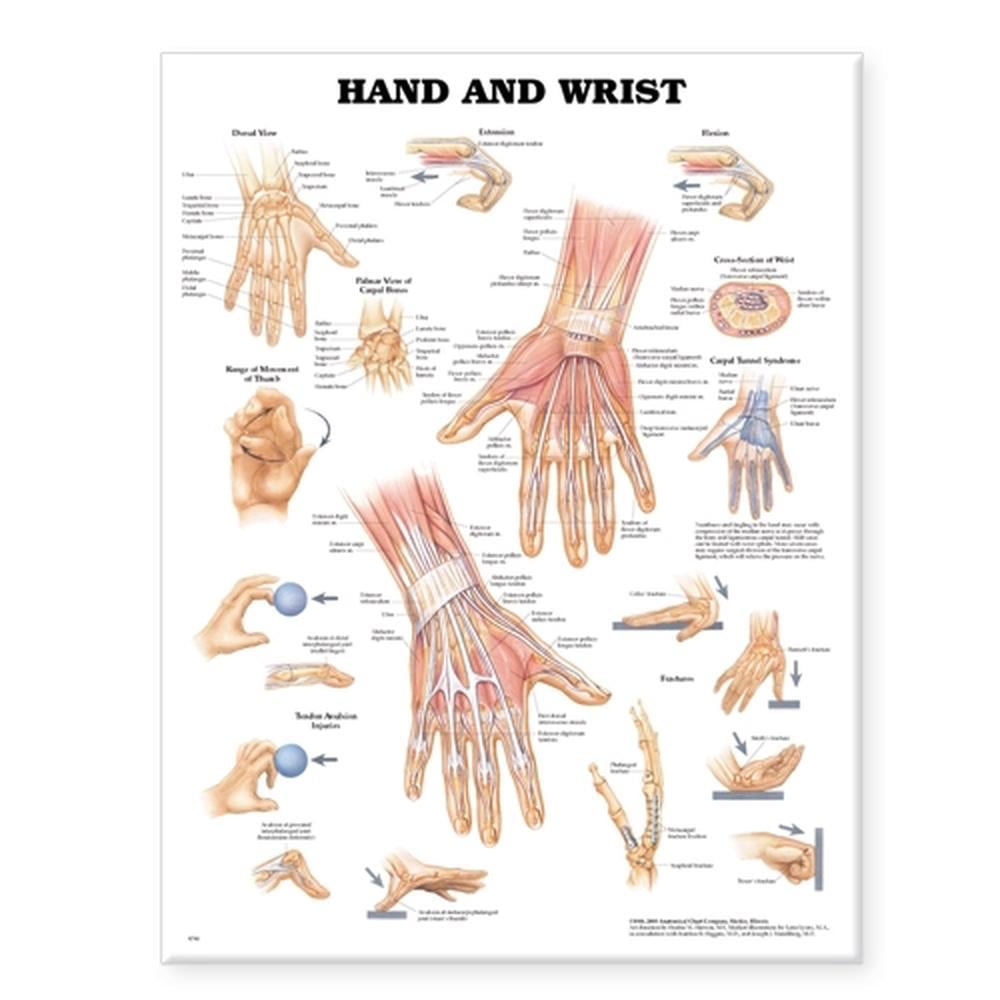 Hand and Wrist Anatomical Chart by Chart Company Anatomical, Hardcover ...