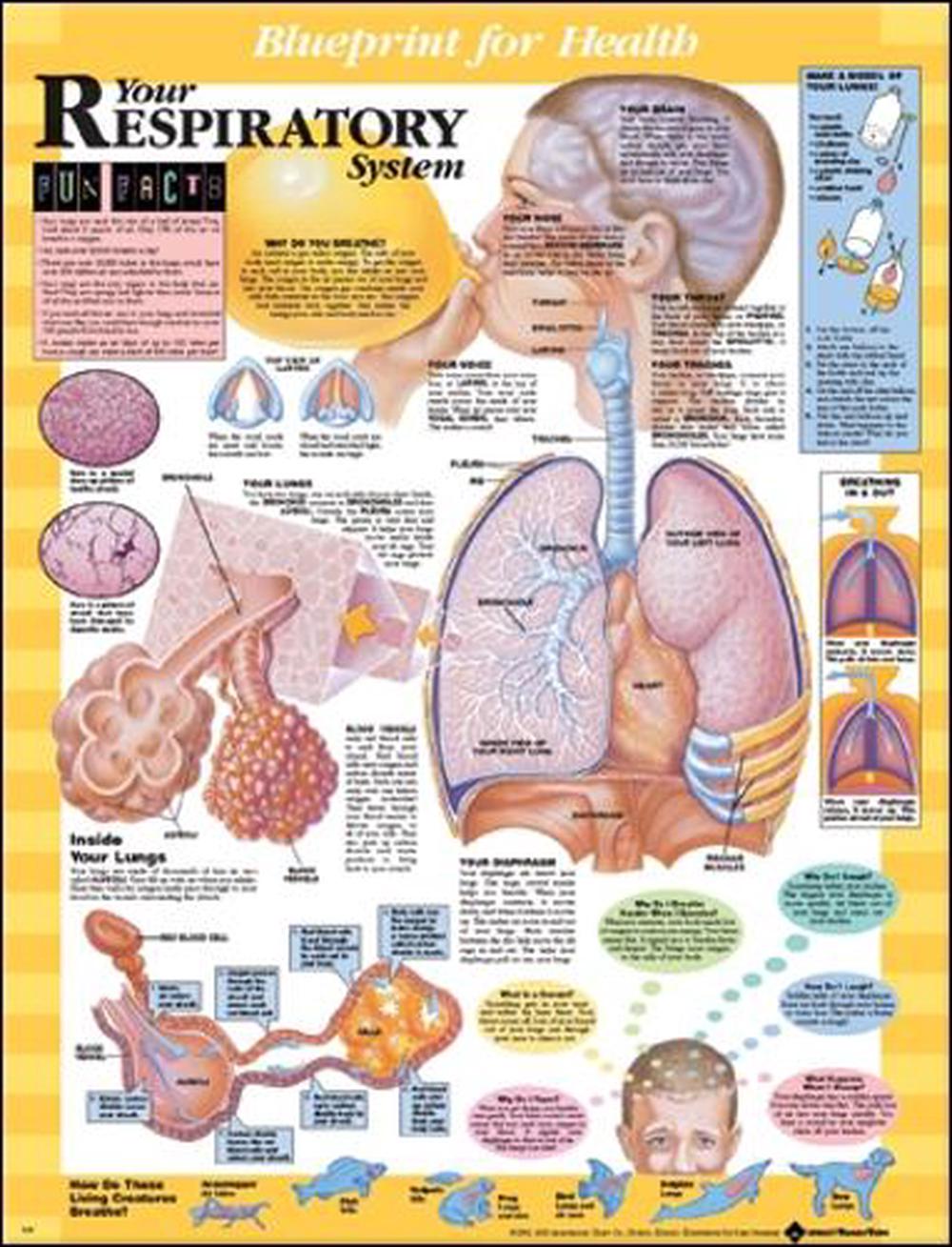 Blueprint for Health Your Respiratory System Chart - Laminated by Acc ...