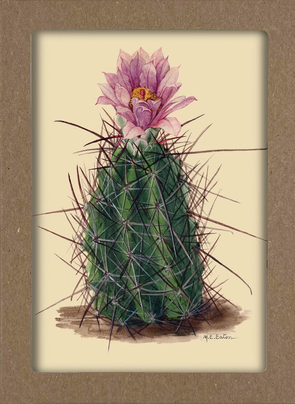 Smithsonian Cacti Notecard Set - Artwork by Mary Emily Eaton by Smithsonian Institution - ISBN: 9781588348494