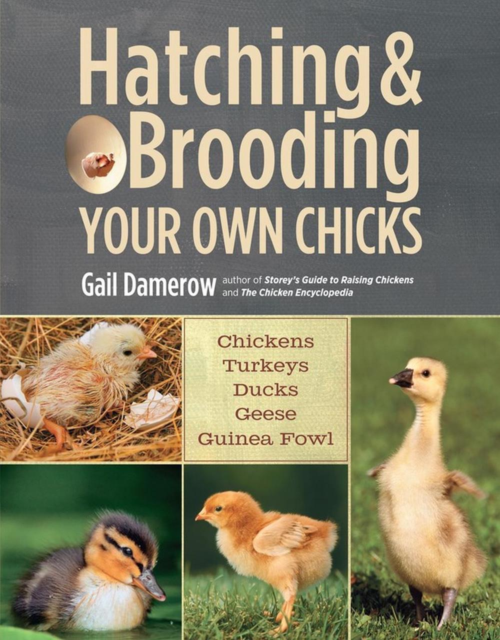 Hatching & Brooding Your Own Chicks by Gail Damerow - ISBN: 9781612120140